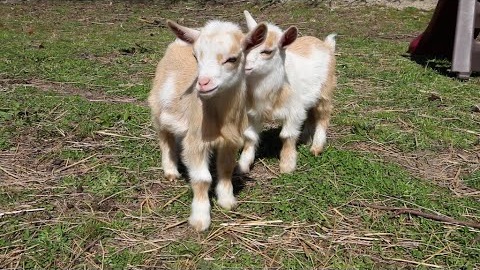 Adorable Baby Goats Psycho Kid Wiki Fandom