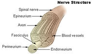 Illu nerve structure