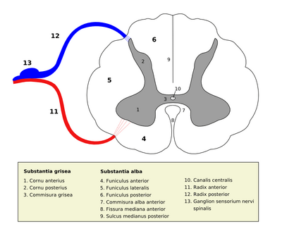 Medulla spinalis - Section - Latin