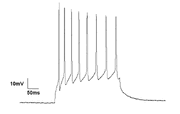 Current Clamp recording of Neuron