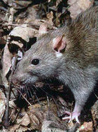 Rattus norvegicus 1