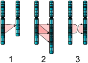 Single Chromosome Mutations