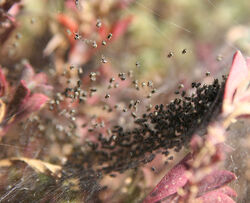 Spiderlings