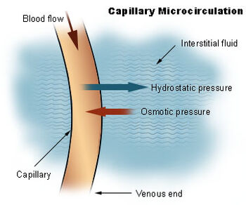 Illu capillary microcirculation