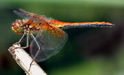 Sympetrum flaveolum - side (aka)