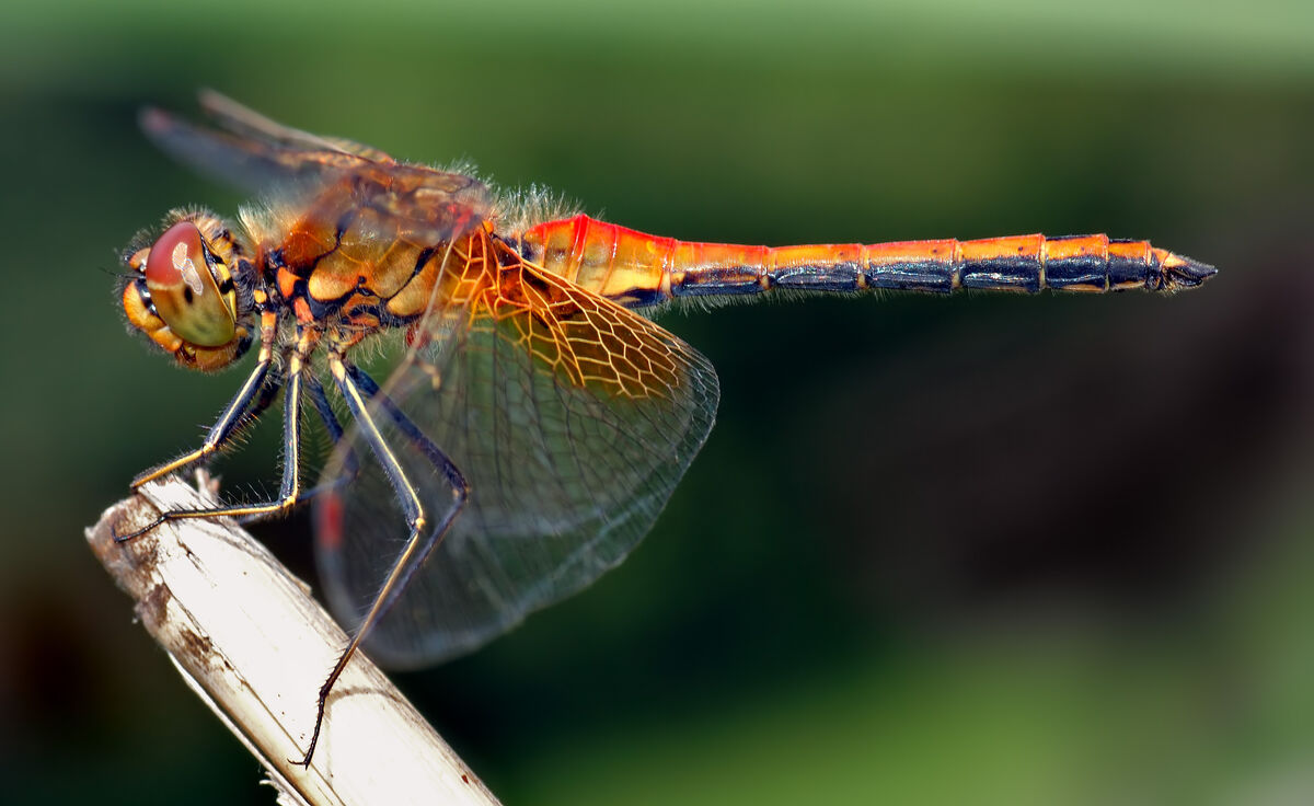 Dragonflies | Psychology Wiki | Fandom