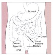 Stomach colon rectum diagram