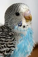 A young sky-blue Budgerigar with a few remaining pin feathers