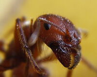 Ant head closeup