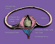 Inner ear illustration showing semicircular canal, hair cells, ampulla, cupula, vestibular nerve, & fluid