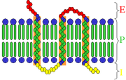 Transmembrane receptor