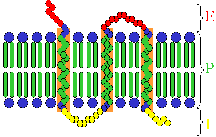 AMPA receptor - Wikipedia