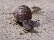 C. aspersa, Garden snail from England