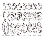 Ernst Haeckel embryo drawings