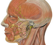 Head facial nerve branches