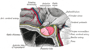 Grays pituitary