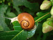 Samsoncj snail 07.jpg