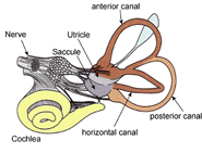 Vestibular system