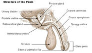 Structure of the penis