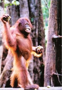 Orangutan