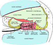 Cross section of the cochlea.