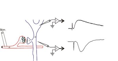 Field potential schematic