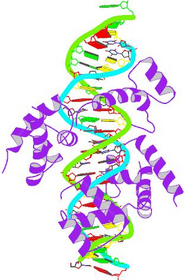 Homeodomain