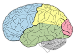 Lobes of the brain NL