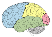 Lobes of the brain NL