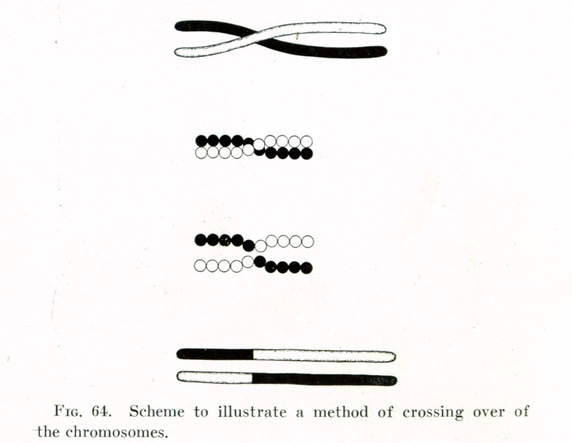 Homologous recombination Biology Diagrams