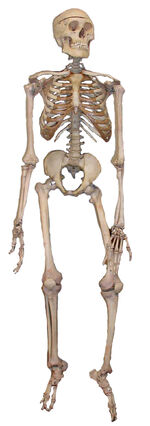 Skeleton2