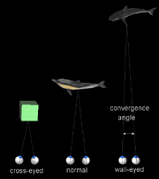 Stereogram Tut Eye Convergence