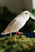 Suffused Blue (White) Budgerigar