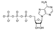 ATP chemical structure