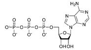 Adenosine triphosphate