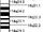 Chromosome 14 (human)