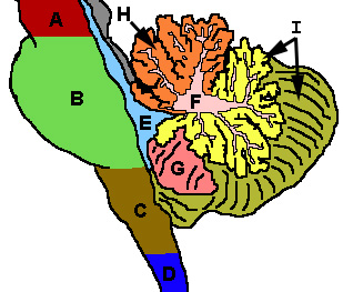 arbor vitae of cerebellum