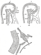 Vertical sections of the heads of early embryos of the rabbit. Magnified.