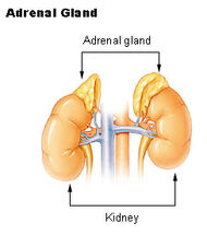 Illu adrenal gland