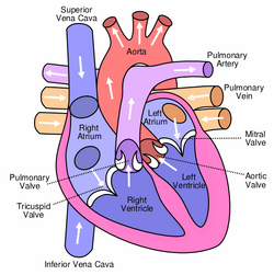 Heart labelled large