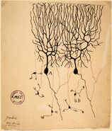 Drawing of Purkinje cells (A) and granule cells (B) from pigeon cerebellum by Santiago Ramón y Cajal, 1899. Instituto Santiago Ramón y Cajal, Madrid, Spain.