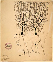 Hand drawn figure of two Purkinje cells side by side with dendrites projecting upwards that look like tree branches and a few axons projected downwards that connect to a few granule cells at the bottom of the drawing.