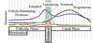 Estradiol