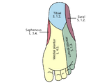 Dermatome (anatomy)