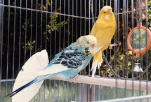 Budgie.two