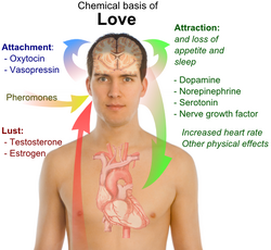 Chemical basis of love