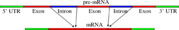 Pre-mRNA to mRNA