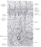 Diagrammatic sectional view of the skin.