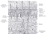 Lamellar corpuscles