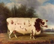 J Loader 1845 Shorthorn Bull